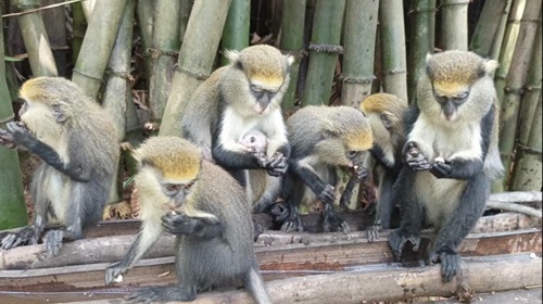 Duasidan Monkey Sanctuary, Dormaa Ahenkro, Bono