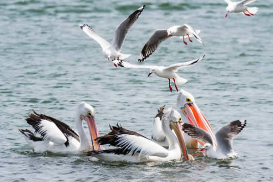 Dagona Waterfowl Sanctuary, Yobe State, Yobe State