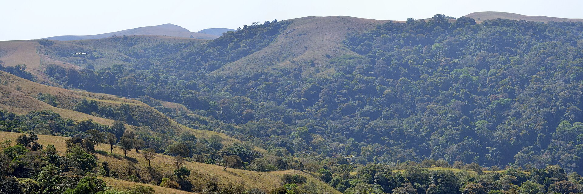 Ngel Nyaki Forest Reserve, Mambilla Plateau, Taraba State