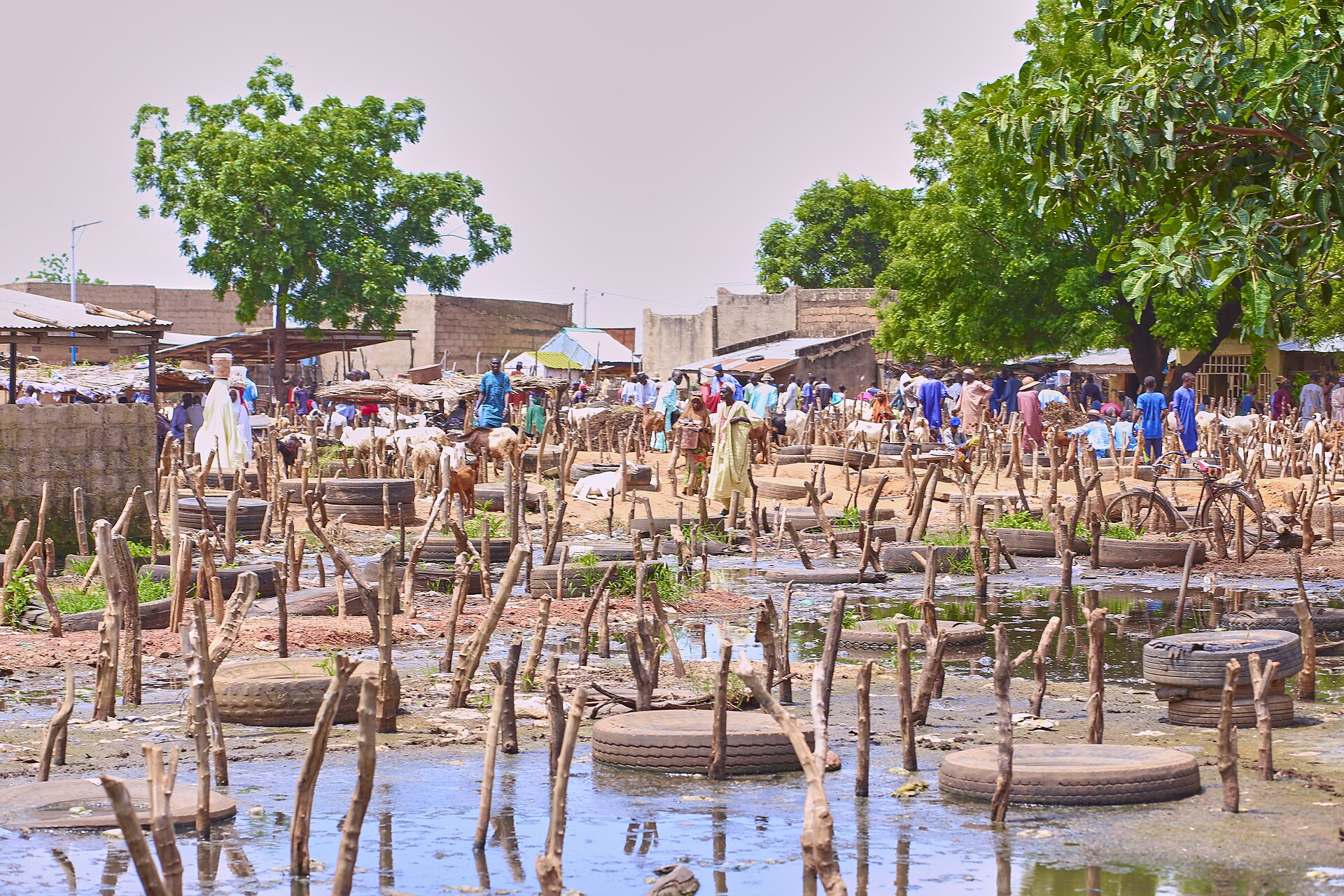 Potiskum Cattle Market, Potiskum, Yobe State